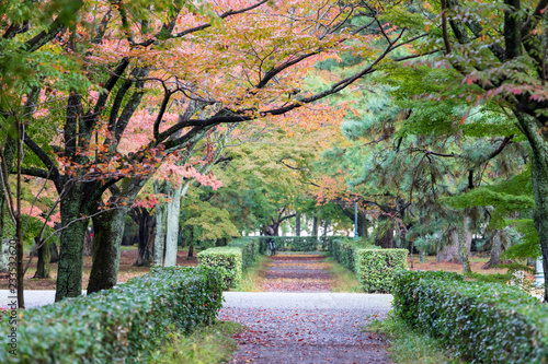 Fototapeta Naklejka Na Ścianę i Meble -  Gravel path between hedges under colorful autumn foliage in Japanese park