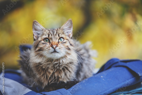 Siberian cat sitting on a bag in the garden