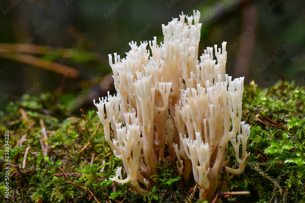 Edible coral fungus that is commonly called crown coral (Artomyces pyxidatus) in a mixed forest, close-up