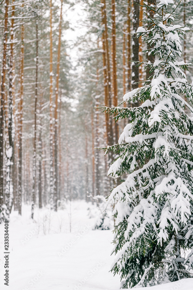 Fabulous magic fairy tale winter forest. Beautiful picturesque wintertime wild nature landscape. Trees covered with snow. Fantasy cold deserted frosty xmas wood. Dramatic scenic snowfall. Environment Fabulous magic fairy tale winter forest. Beautiful picturesque wintertime wild nature landscape. Trees covered with snow. Fantasy cold deserted frosty xmas wood. Dramatic scenic snowfall. Environment