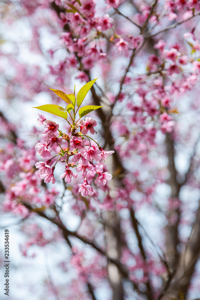 Prunus cerasoides, pink flowers with blue sky It blooms in January and February each year. Prunus cerasoides, pink flowers with blue sky It blooms in January and February each year.