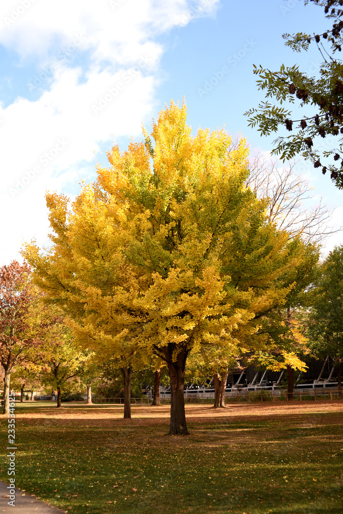 Naklejka premium Ginkgobaum, Ginkgo biloba