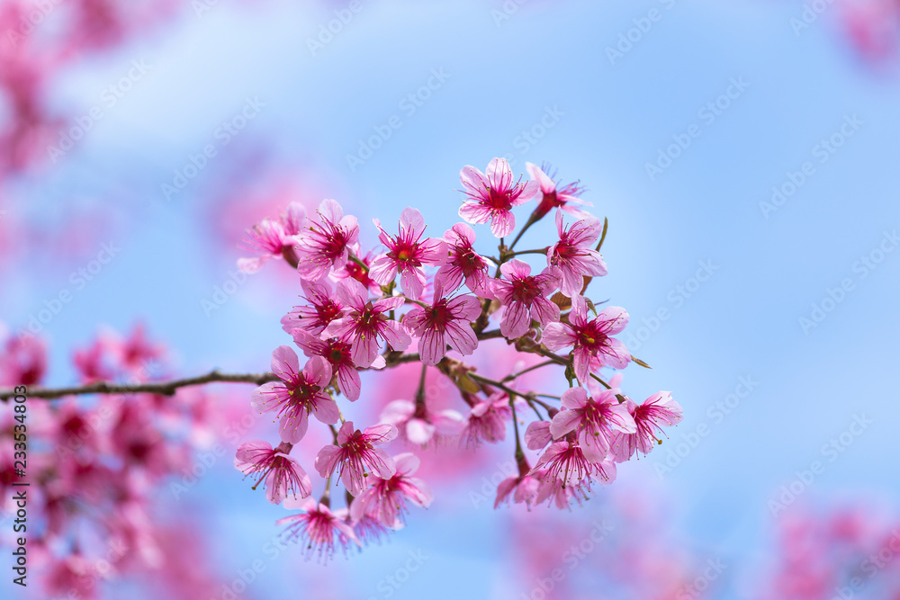 Obraz premium Prunus cerasoides, pink flowers with blue sky It blooms in January and February each year.