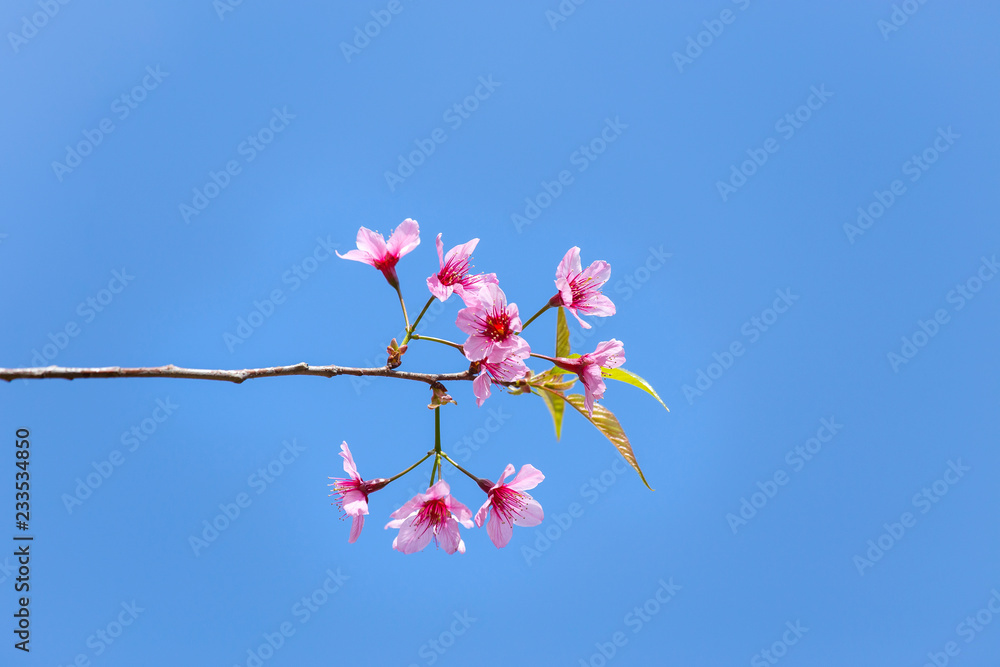 Prunus cerasoides, pink flowers with blue sky It blooms in January and February each year. Prunus cerasoides, pink flowers with blue sky It blooms in January and February each year.