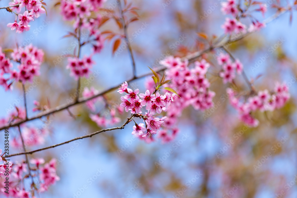 Prunus cerasoides, pink flowers with blue sky It blooms in January and February each year. Prunus cerasoides, pink flowers with blue sky It blooms in January and February each year.