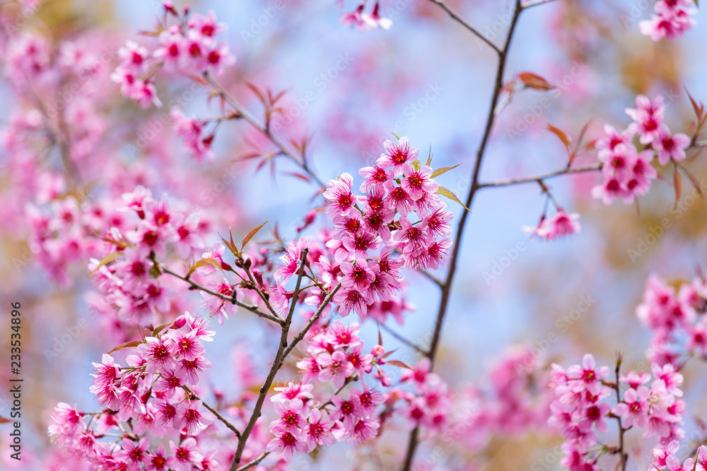 Prunus cerasoides, pink flowers with blue sky It blooms in January and February each year. Prunus cerasoides, pink flowers with blue sky It blooms in January and February each year.