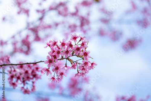 Prunus cerasoides, pink flowers with blue sky It blooms in January and February each year.