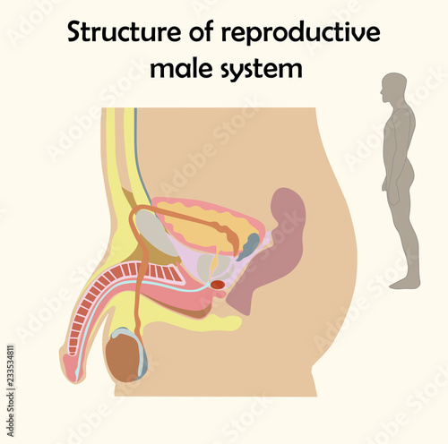 Education Chart of Biology for Male Reproductive System Diagram