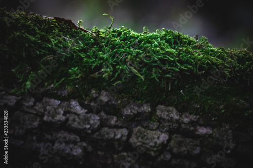 moss in the undergrowth