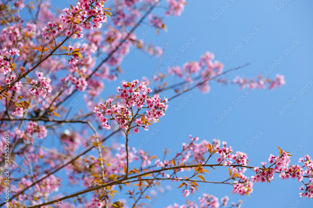 Prunus cerasoides, pink flowers with blue sky It blooms in January and February each year. Prunus cerasoides, pink flowers with blue sky It blooms in January and February each year.