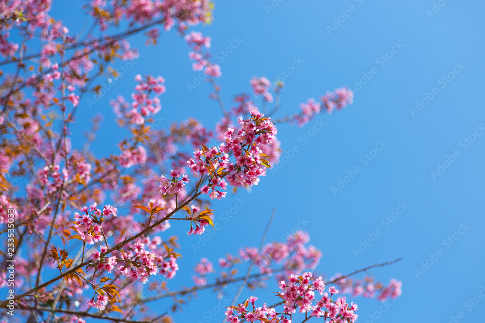 Prunus cerasoides, pink flowers with blue sky It blooms in January and February each year. Prunus cerasoides, pink flowers with blue sky It blooms in January and February each year.