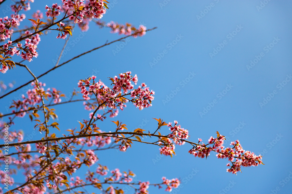 Prunus cerasoides, pink flowers with blue sky It blooms in January and February each year. Prunus cerasoides, pink flowers with blue sky It blooms in January and February each year.