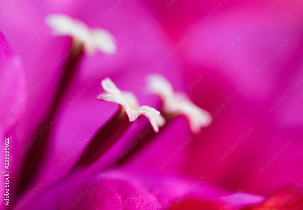 Fototapeta premium Purple flower three stamen close-up centre focus