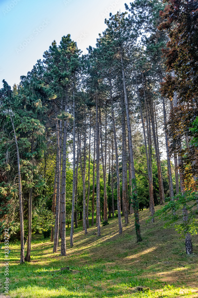 Naklejka premium Travel, Sremski Karlovci, Serbia - 'Dvorska basta' - Royal Garden, National park
