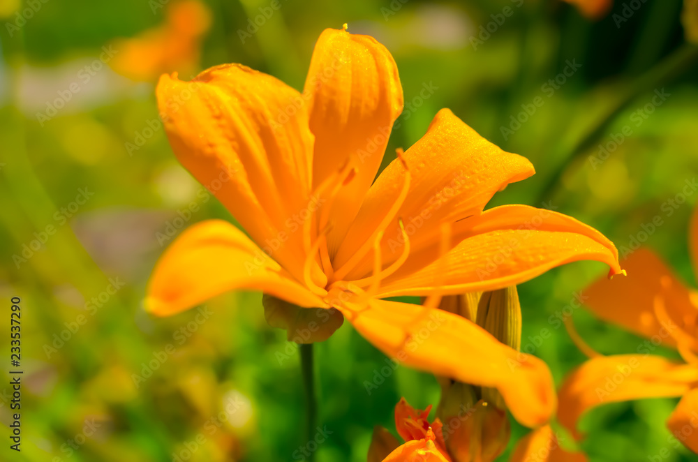 Beautiful orange lily flowers in the summer garden, photo Beautiful orange lily flowers in the summer garden, photo