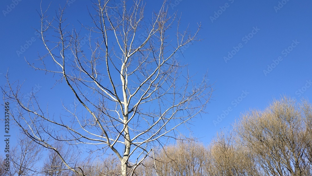 Tree branches without leaves on a Sunny day against a blue sky. November.Late autumn..fallen leaves. Tree branches without leaves on a Sunny day against a blue sky. November.Late autumn..fallen leaves.