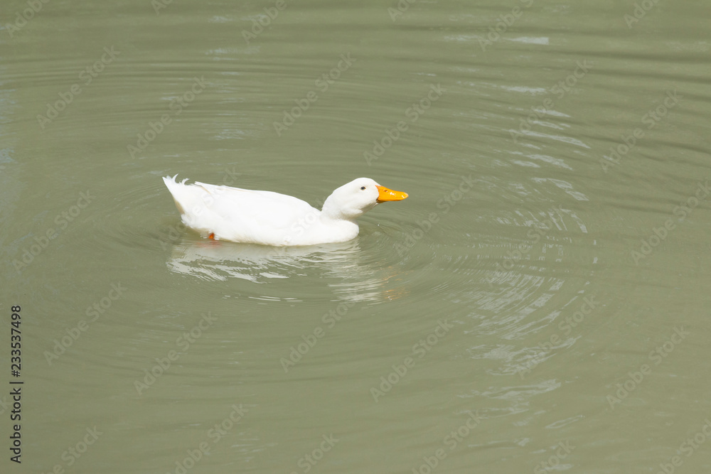 One white duck swimming in pond. White duck floating in water. One white duck swimming in pond. White duck floating in water.