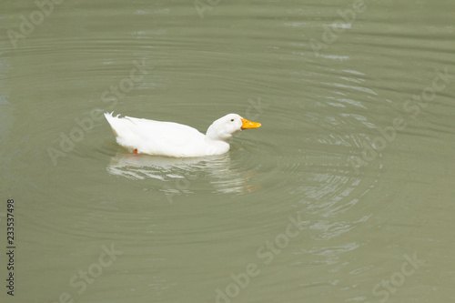 One white duck swimming in pond. White duck floating in water. © sucharn