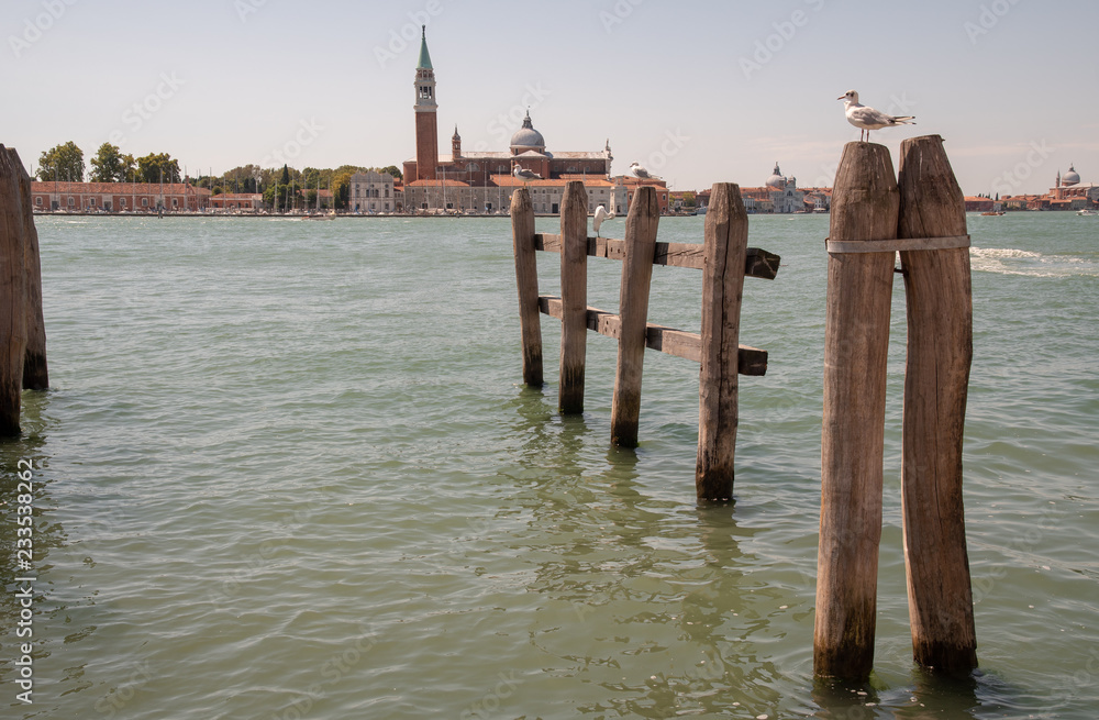 Docking poles with seagulls in the Venetian Lagoon with St George Island in the background, Venice, Veneto, Italy