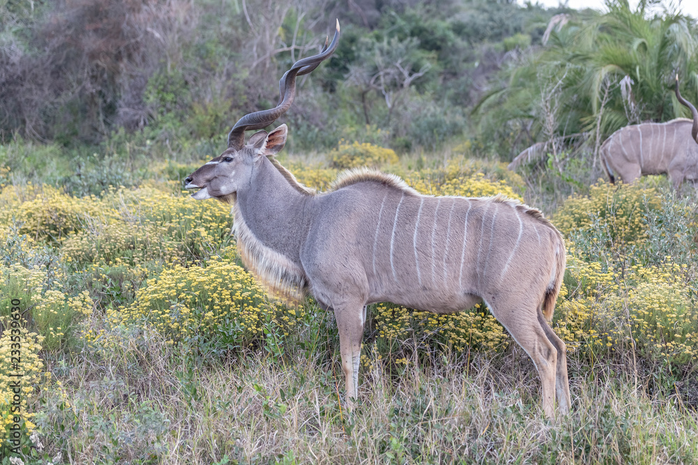 Obraz premium Grand Koudou