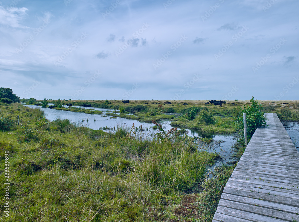 Laesoe / Denmark: Lush vegetation the green coastal wetland of Holtemmen