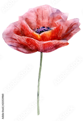 Watercolor poppy. The flower clipart isolated on a white background. Hand painted illustration for design prints and fabric.