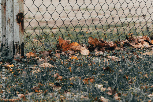 Autumn landscape, yellow leaves on green grass near the mesh fence