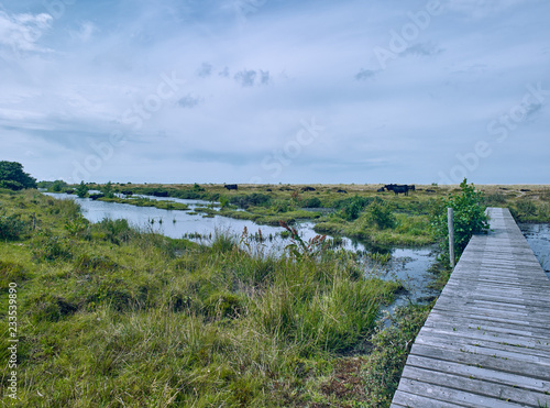 Laesoe / Denmark: Lush vegetation the green coastal wetland of Holtemmen © torstengrieger