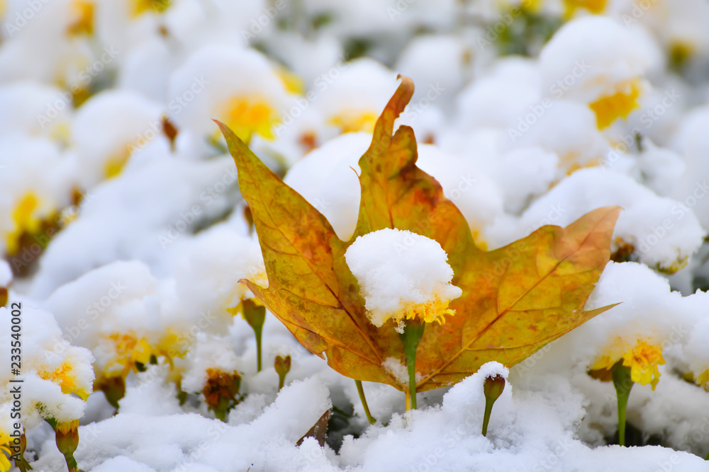Many yellow flowers covered with fluffy snow and autumn leaf.
Many yellow flowers covered with fluffy snow and autumn leaf.