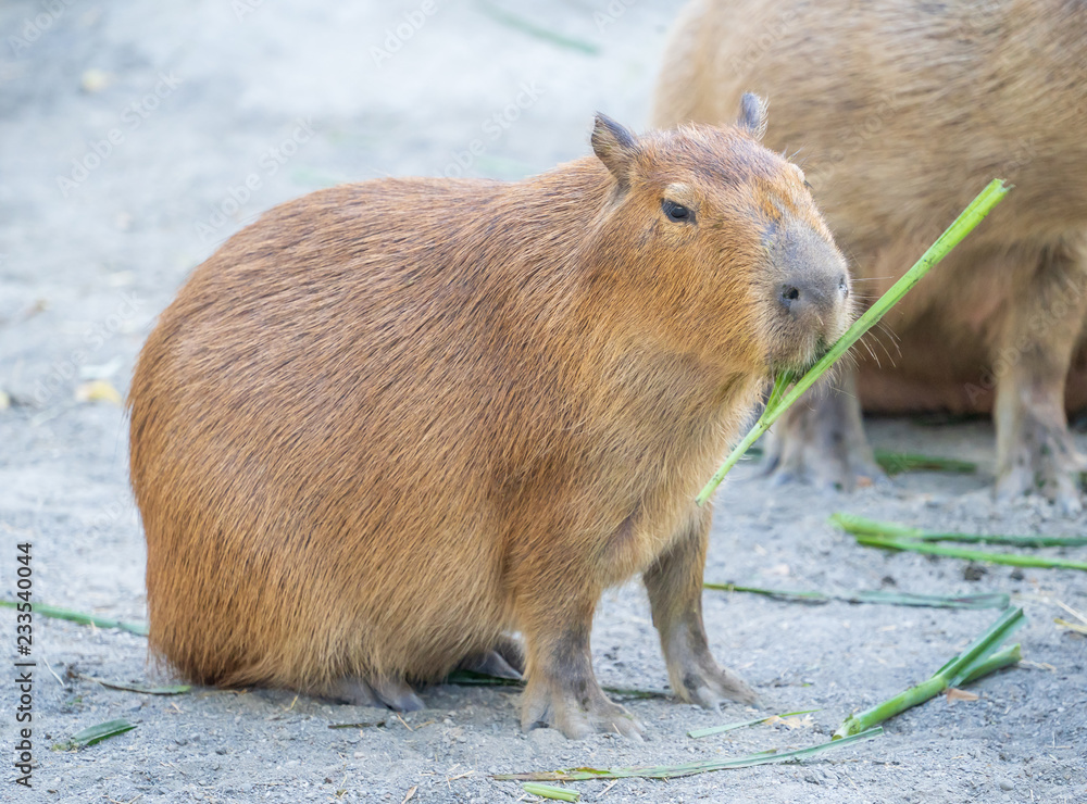 Cute Capybara (biggest mouse) eating and sleepy rest in the zoo, Tainan, Taiwan, close up shot Cute Capybara (biggest mouse) eating and sleepy rest in the zoo, Tainan, Taiwan, close up shot
