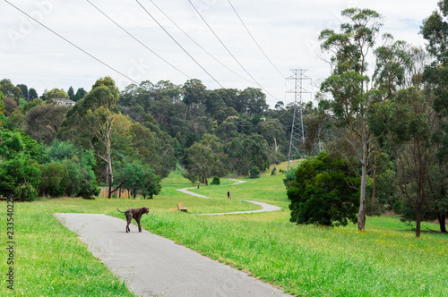 Green Gully Linear Park in Templestowe in Melbourne, Australia photo