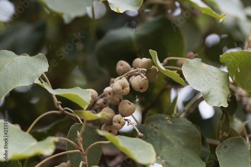 Fruits of a Broad-leaved croton tree (Croton macrostachyus) photo