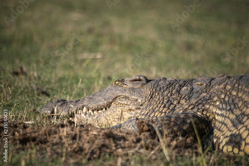 Crocodile on Chobe National Park