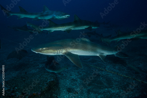Banded Hound Shark Feeding Frenzy Underwater in Chiba, Japan