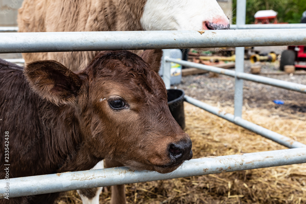 Fototapeta premium Calf looking out a gate on the farm. 