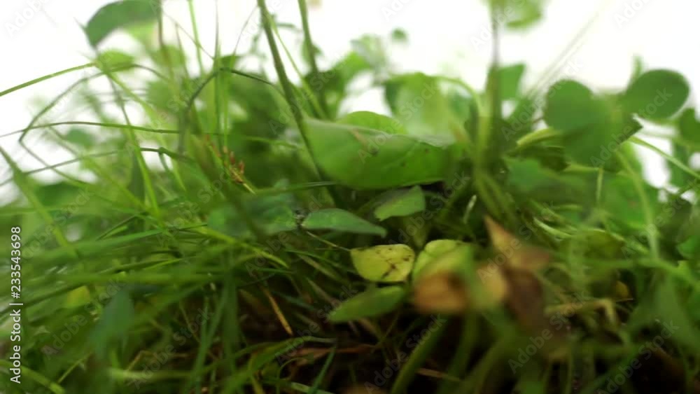 Fresh herbs.Wild clover.Healthy diet. Grass for cats. Greens for cooking.Organic products.Herbarium's.Healing plant. Fresh herbs.Wild clover.Healthy diet. Grass for cats. Greens for cooking.Organic products.Herbarium's.Healing plant.