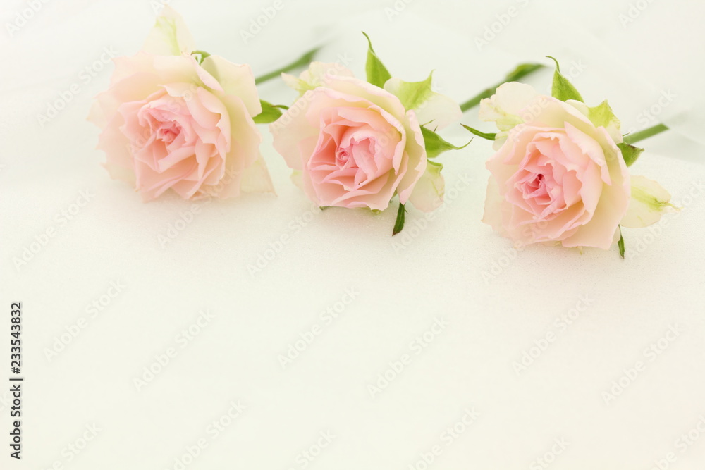 薔薇 背景 薔薇 背景