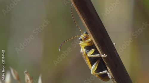 Beetle (Galerucella lineola) looks out from behind a dry stem of a plant. Macro shot. photo