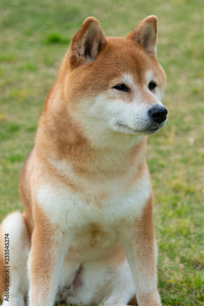 柴犬 柴犬