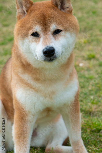 カメラ目線の柴犬