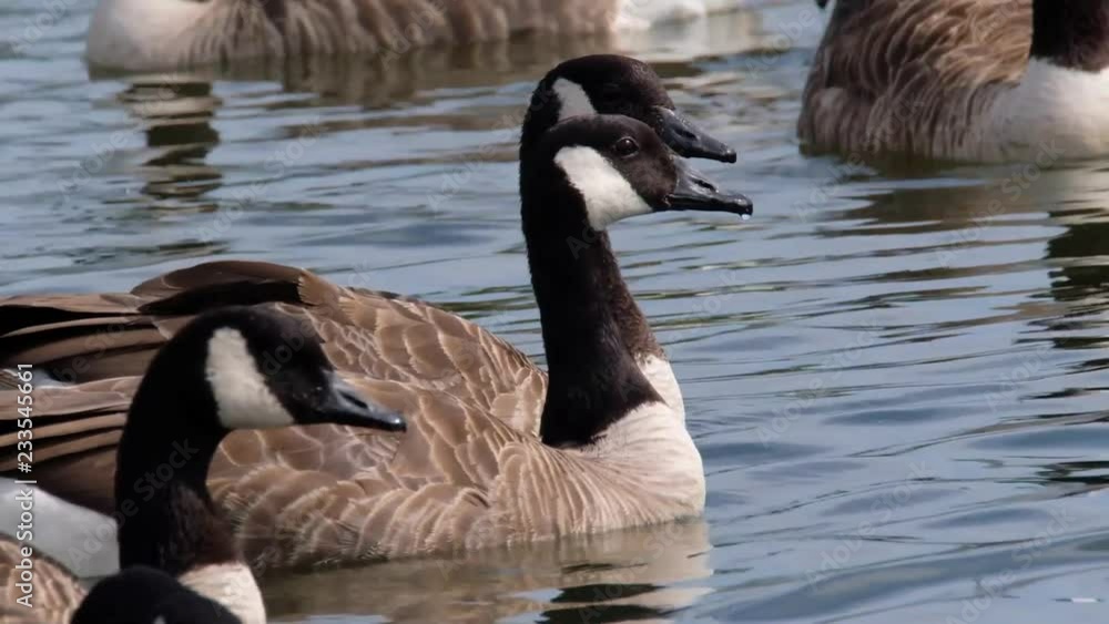 Canada Geese in fresh water lake, UK. Canada Geese in fresh water lake, UK.