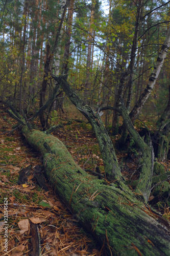 Fototapeta Naklejka Na Ścianę i Meble -  tree in forest