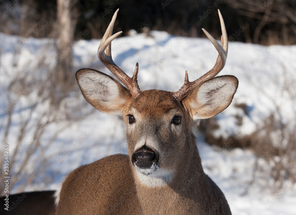 Naklejka premium White-tailed deer buck walking through the meadow during the autumn rut in Canada