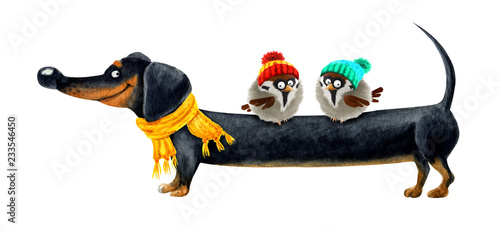 Funny dachshund and two sparrows. Hand drawn watercolor