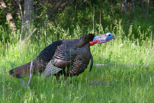 Eastern Wild Tom Turkey (Meleagris gallopavo) strutting with tail feathers in fan through a grassy meadow in Canada	