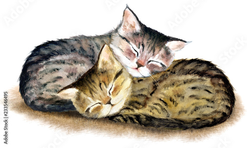 Two сute sleeping tabby kittens. Hand drawn watercolor.