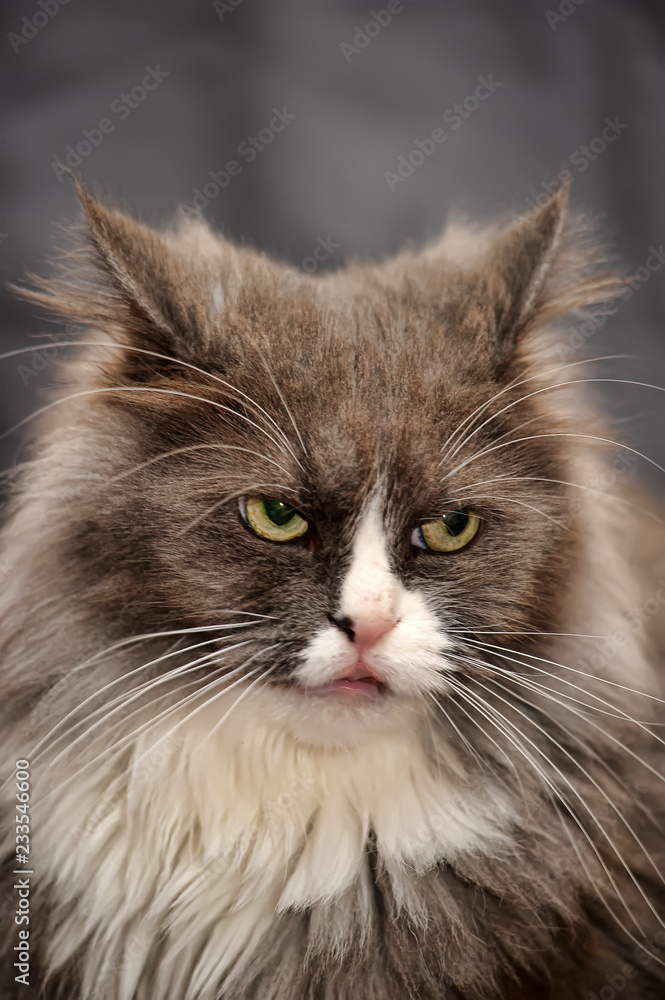 angry fuzzy gray with white cat on a gray