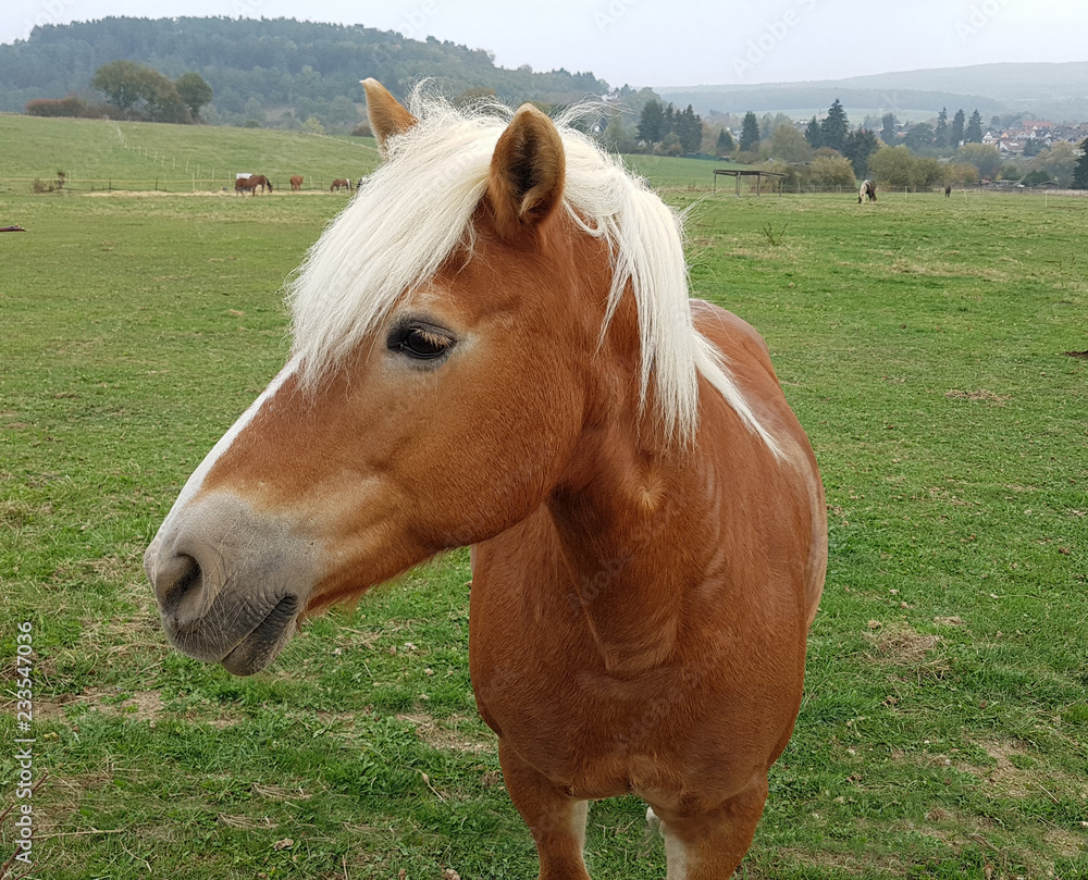 Pferdekopf, Pferd, Equus