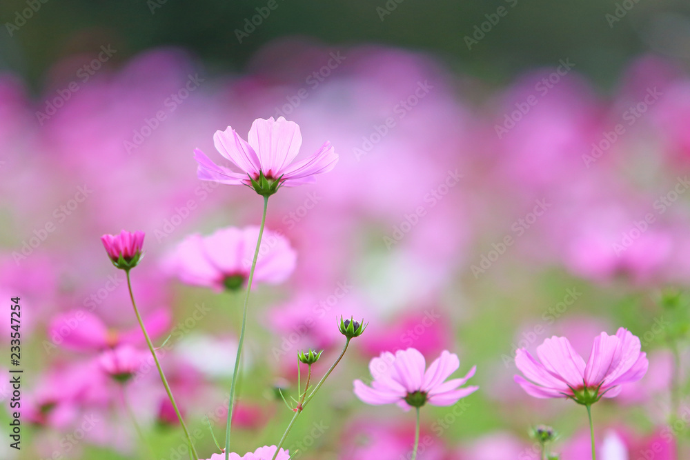 秋桜 秋桜