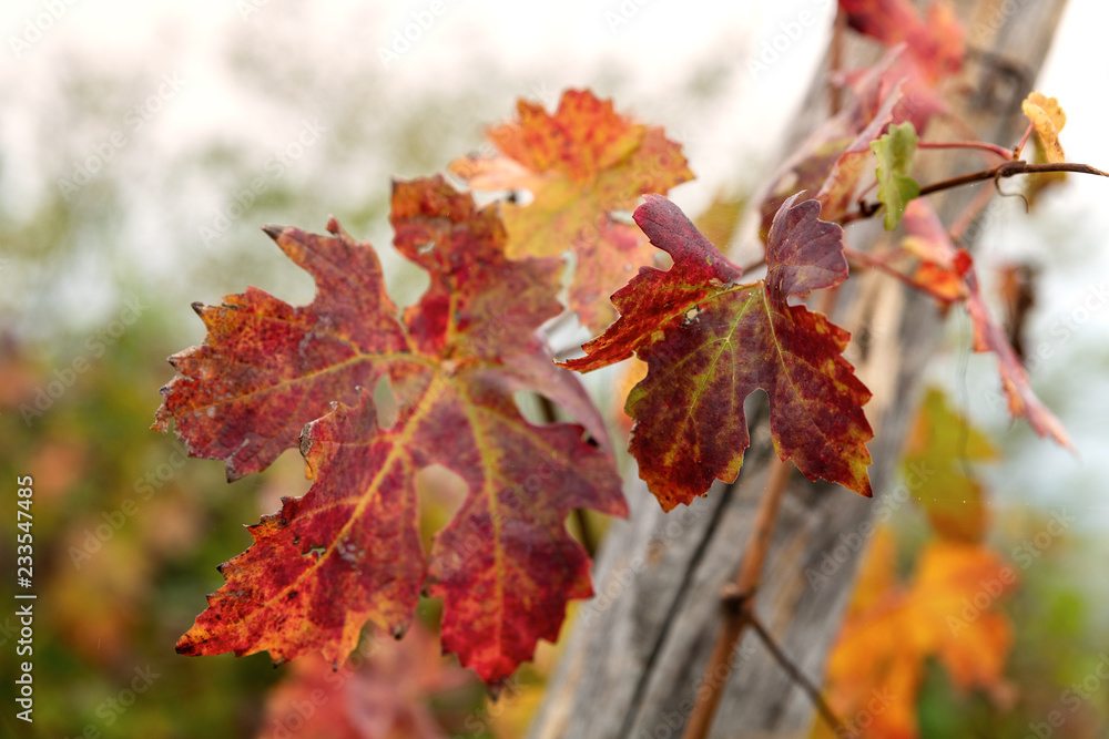 Close up and landscape of Barolo wine region Close up and landscape of Barolo wine region